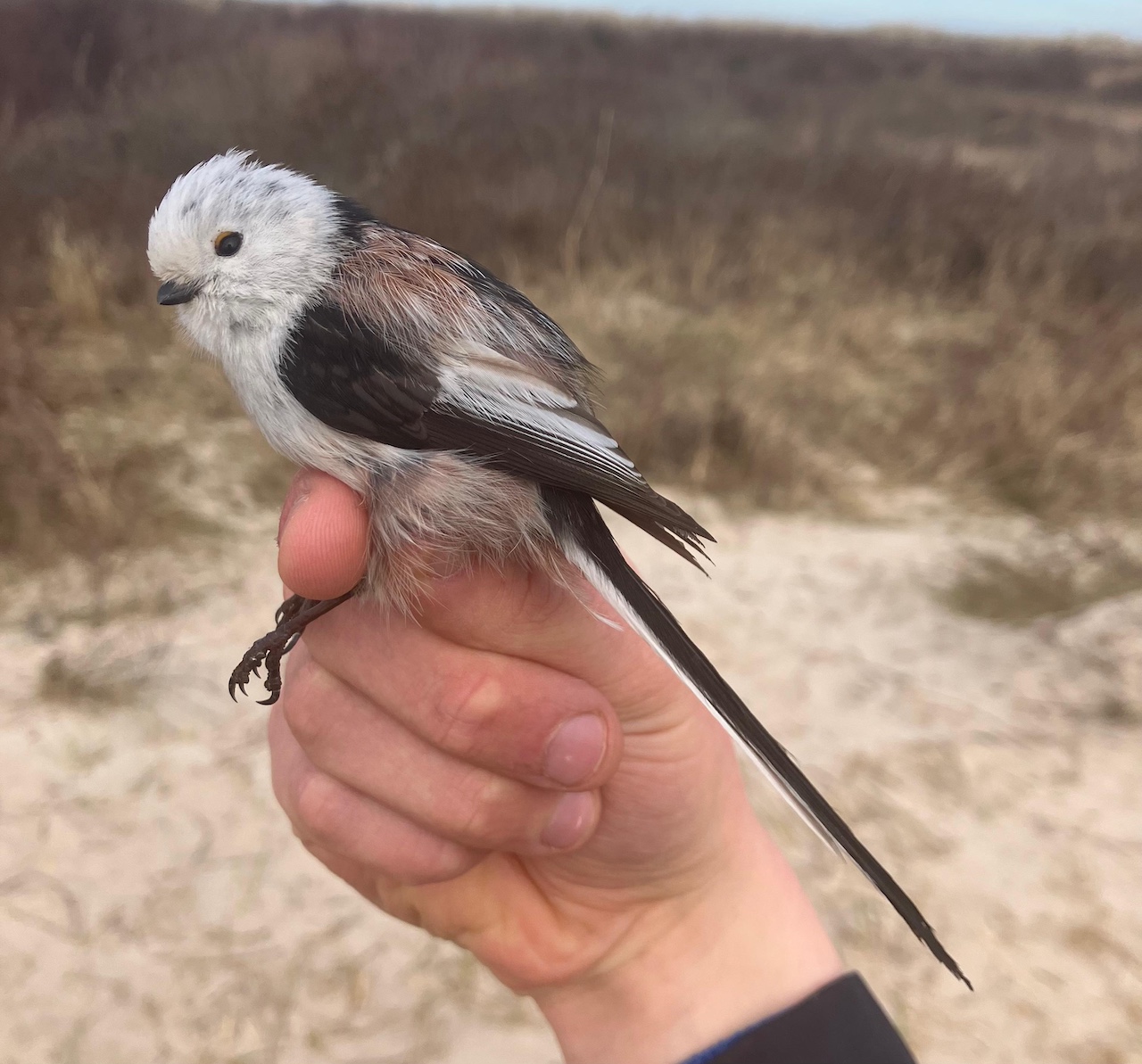 long tailed tit 20 03 26