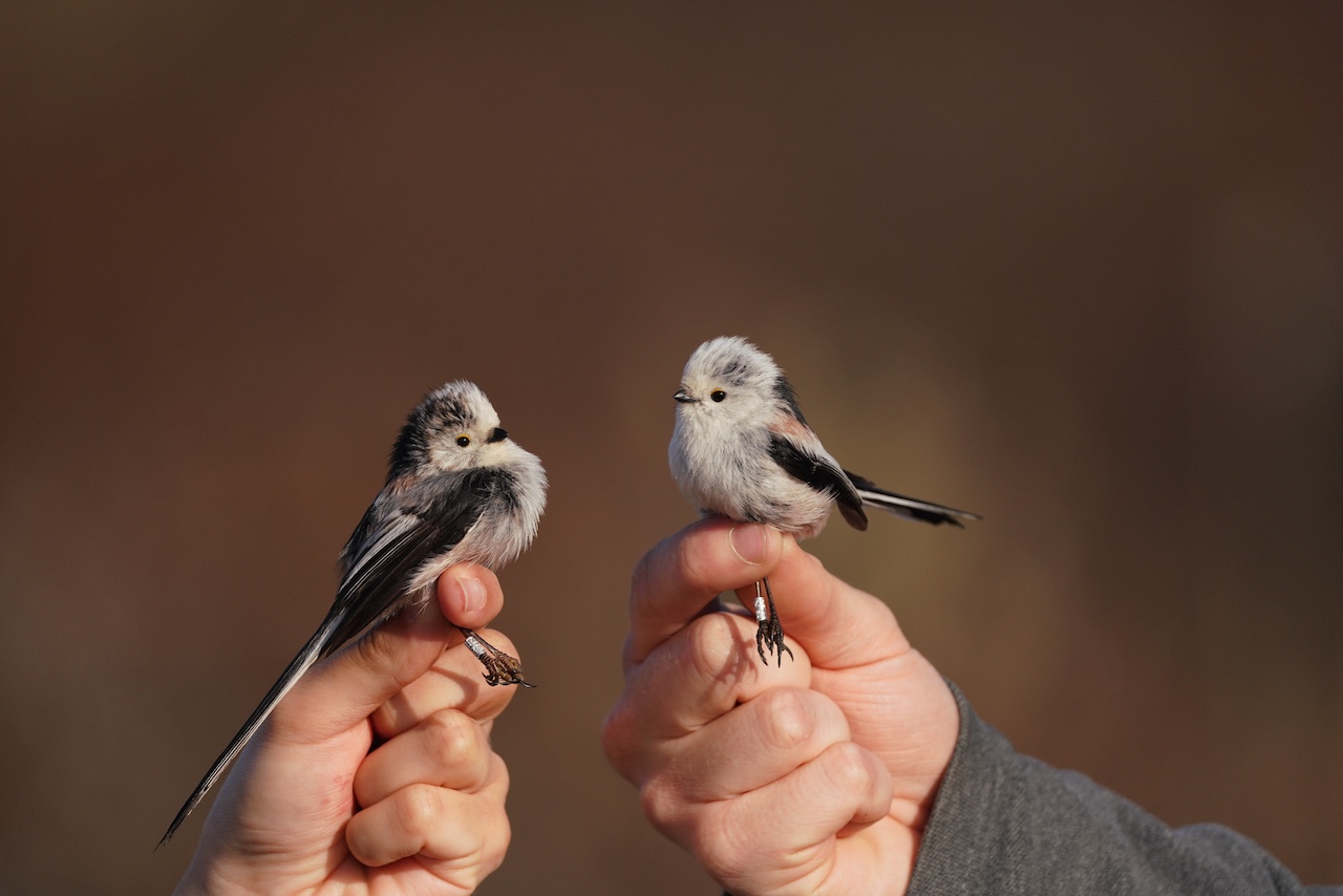 long tailed tits 17 04 2026