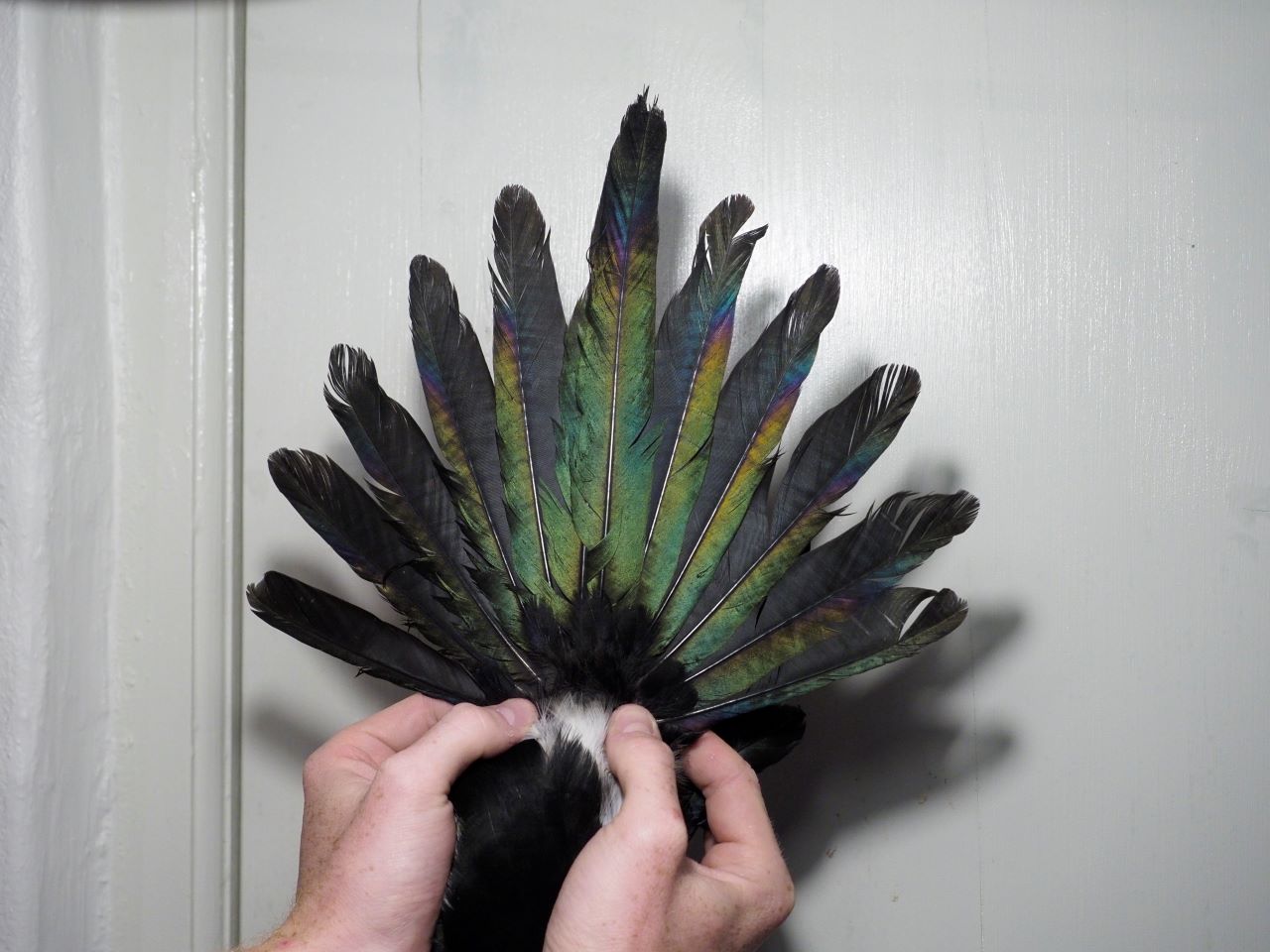 magpie tail resized