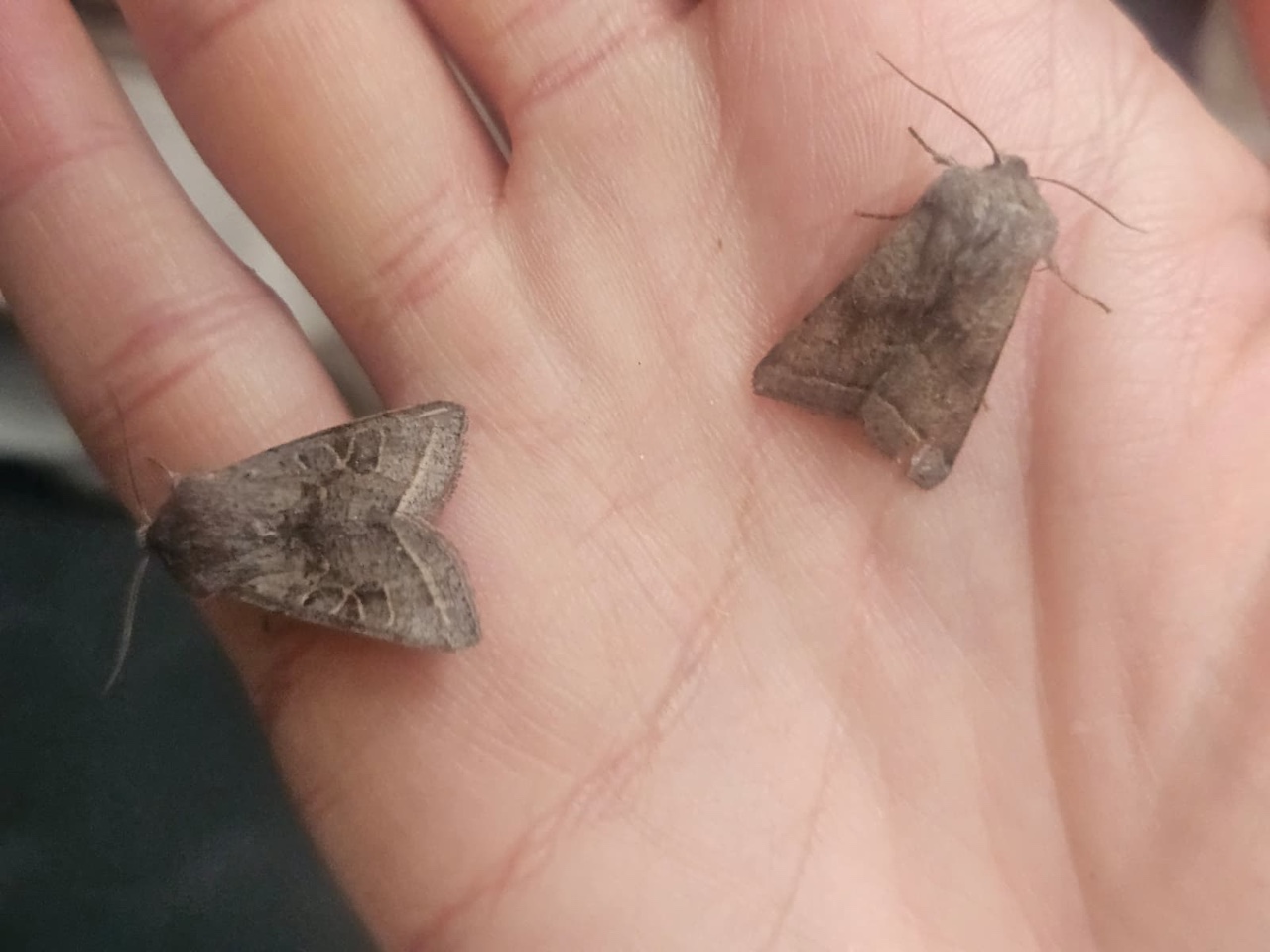 northern drab moths 18 04 2026