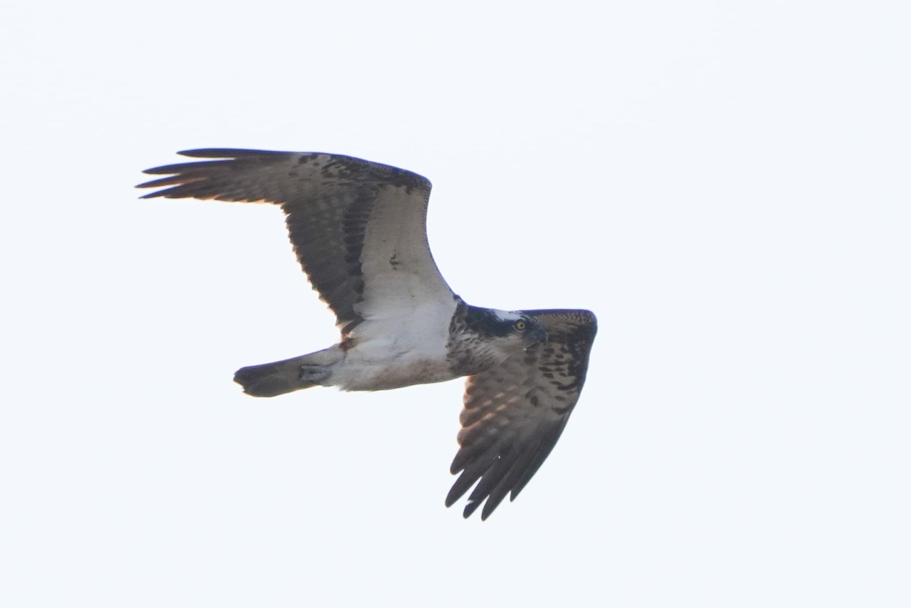 osprey 11 04 2026
