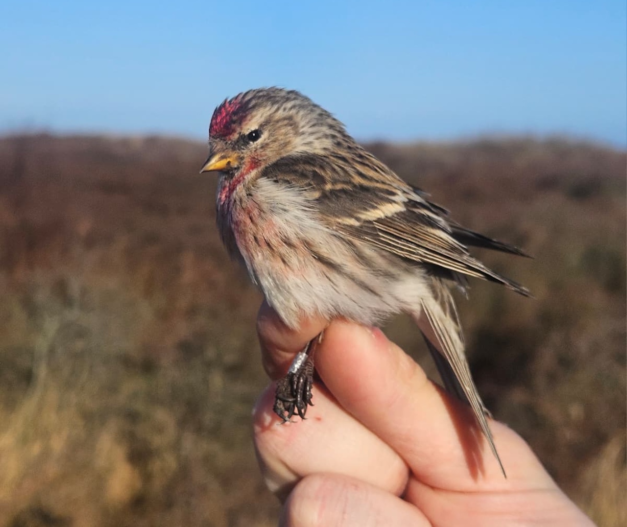 scandi redpoll 2026 03 30