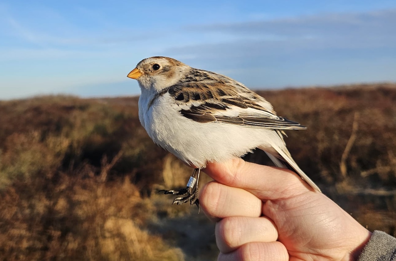 snow bunting female 20 03 26