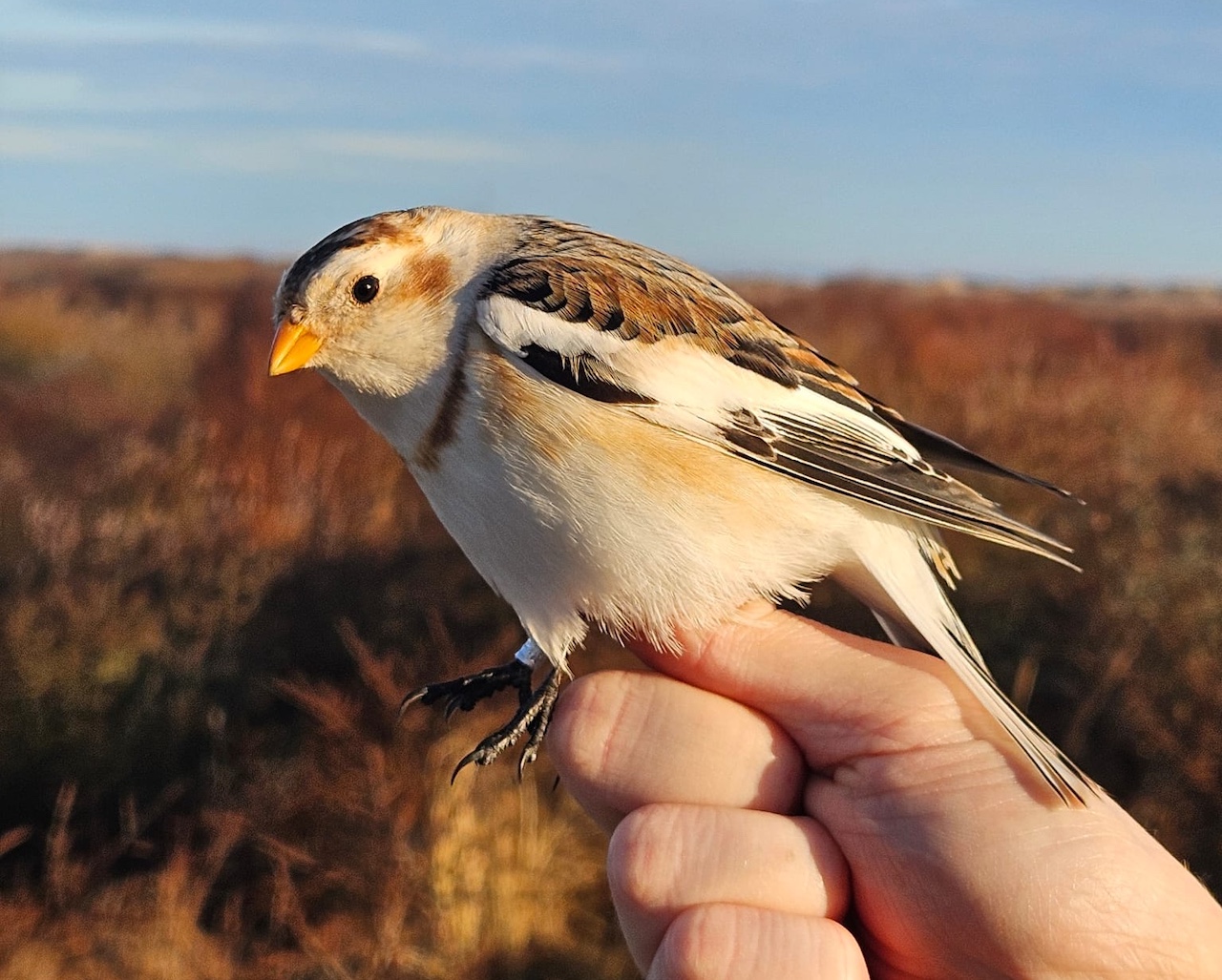 snow bunting male 20 03 26