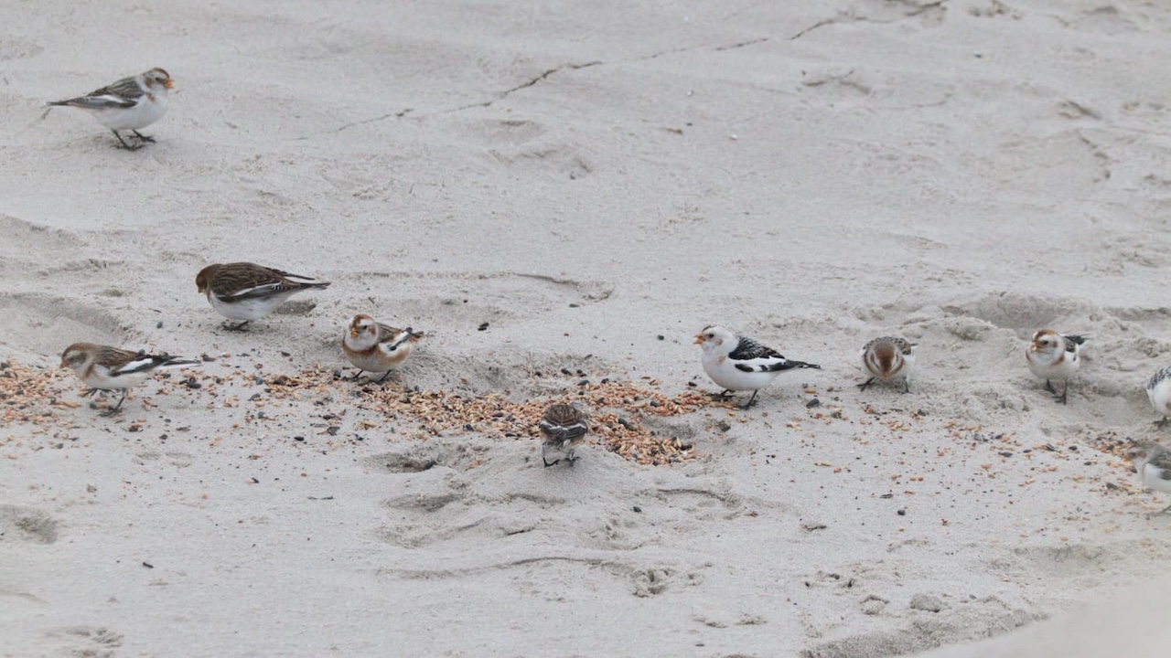 snowbuntings 15 03 26