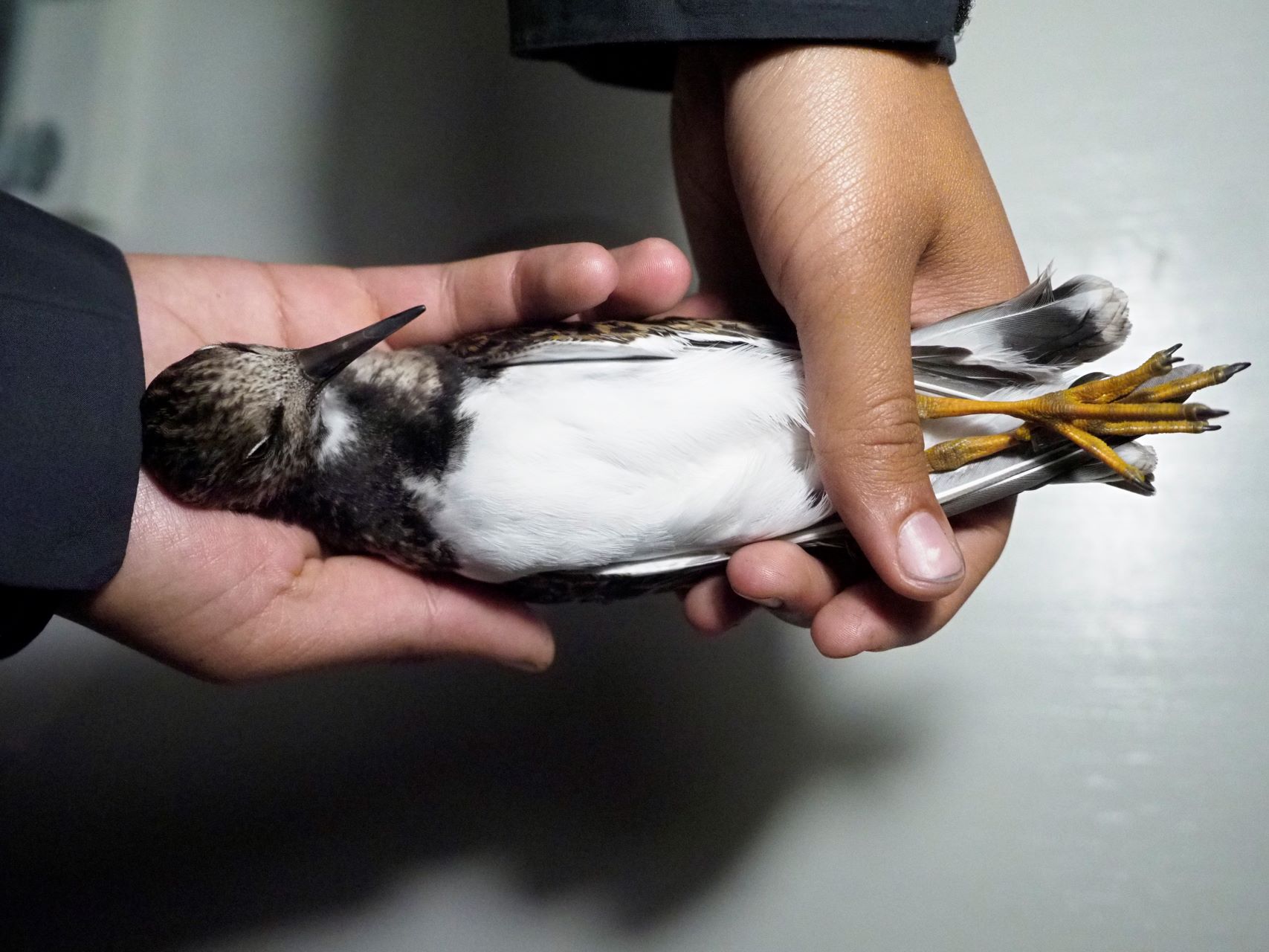 turnstone resized