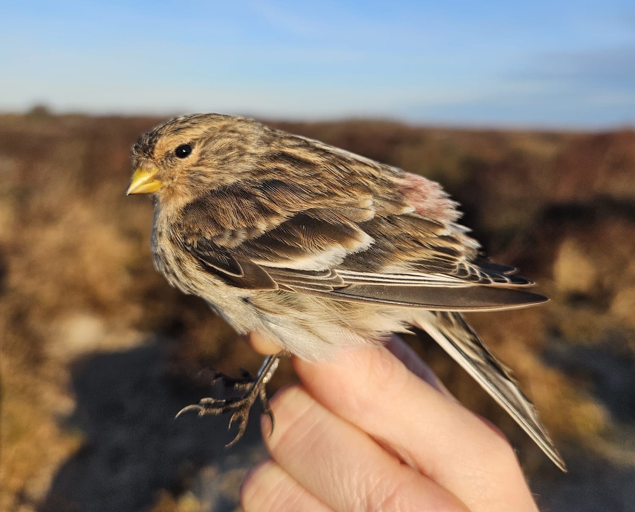 twite male 20 03 26