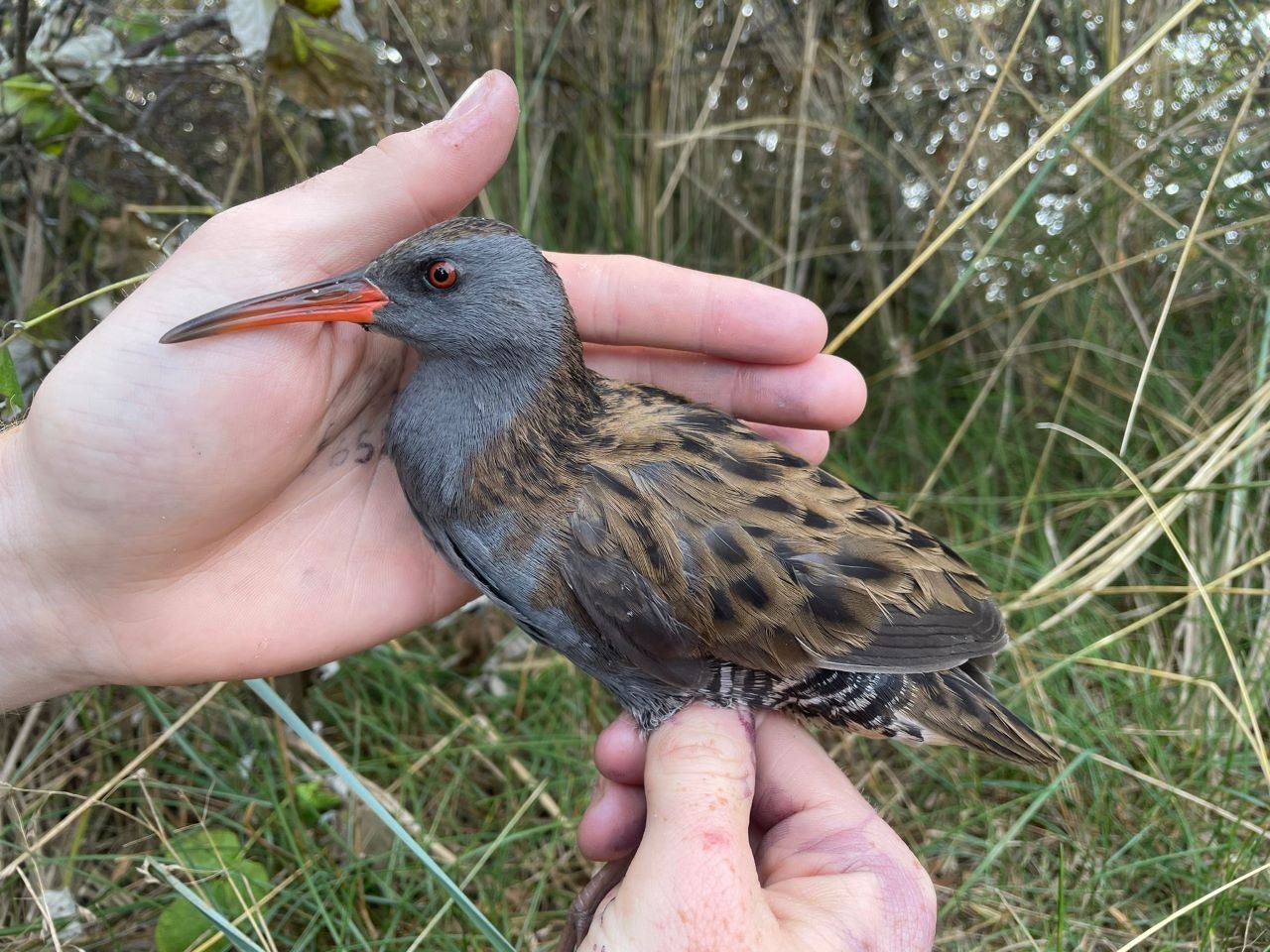 water rail resized