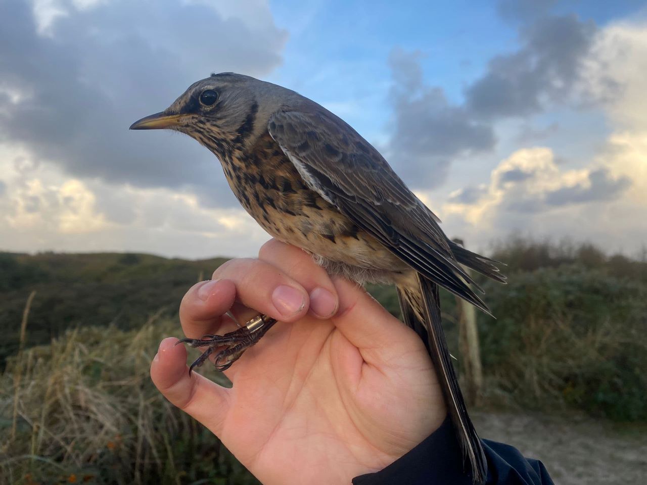 Fieldfare