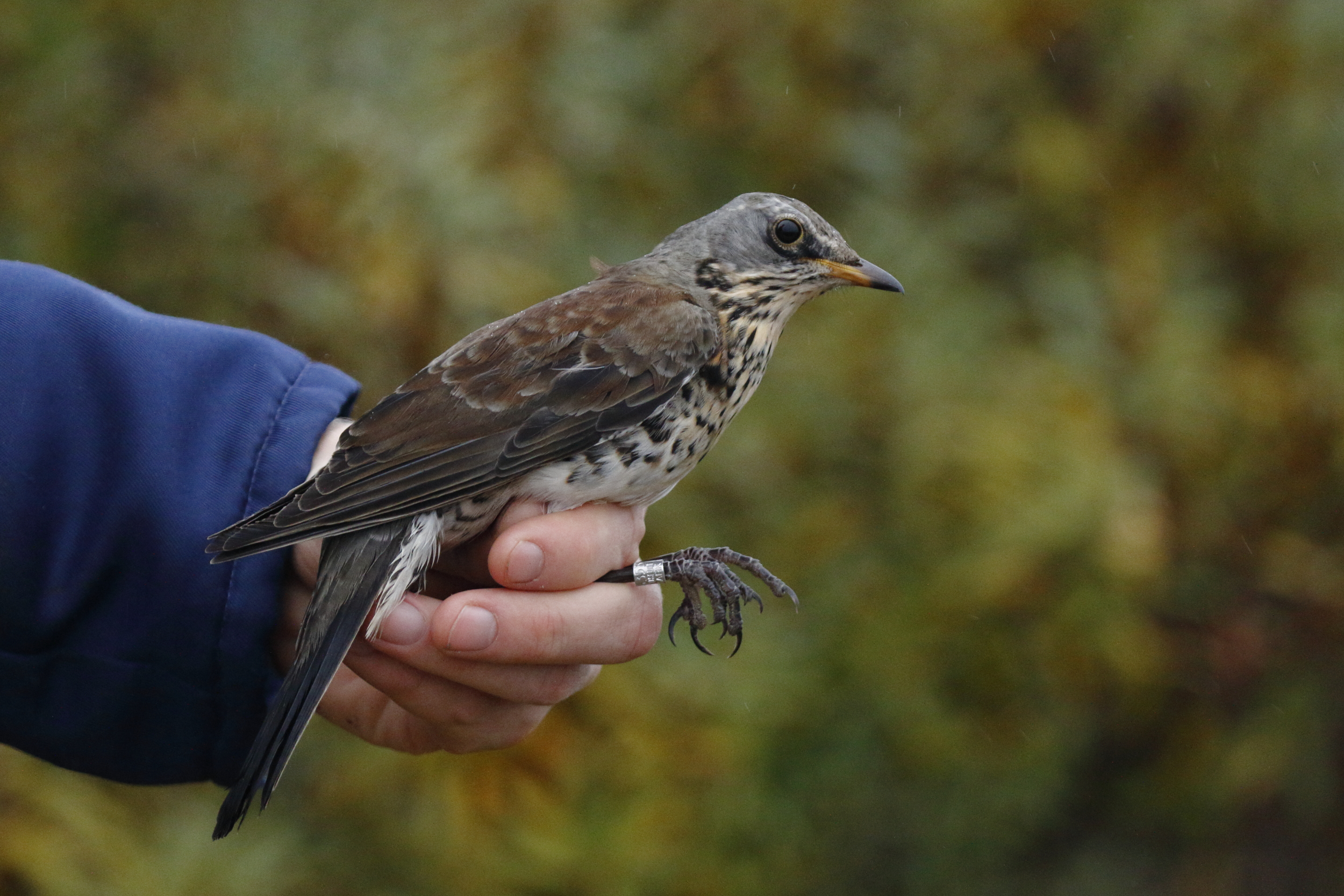 Fieldfare 1