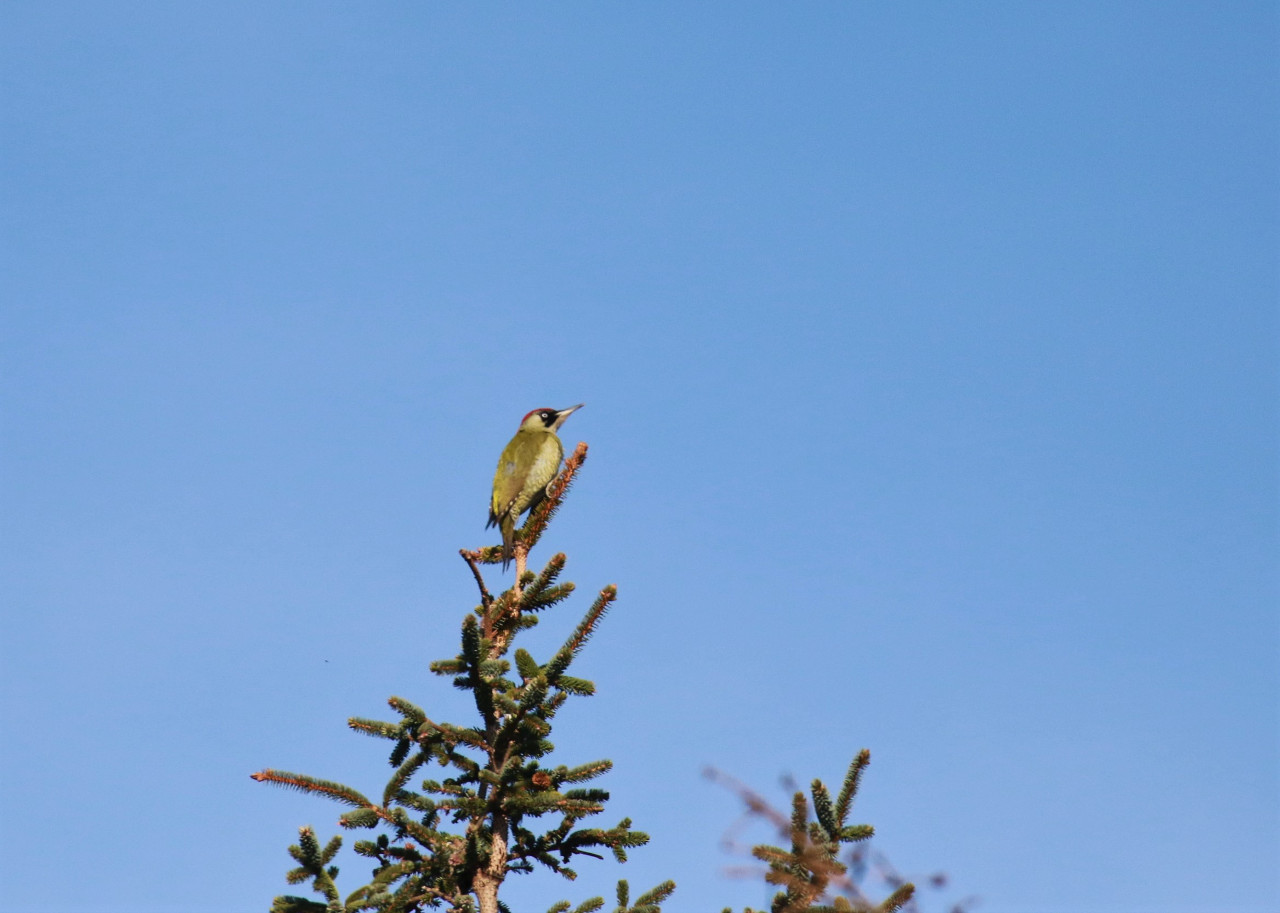 Green woodpecker blog