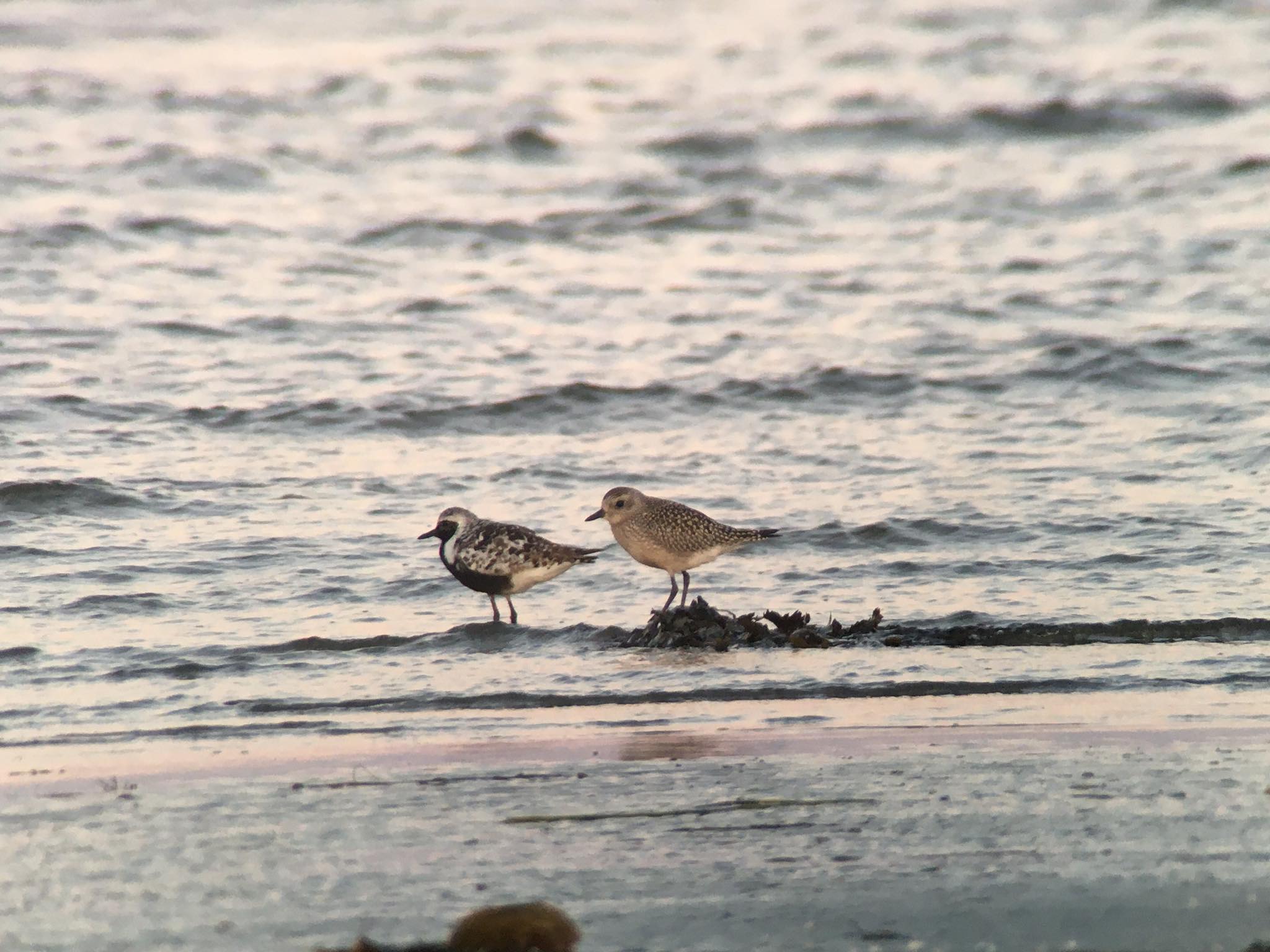 Grey plover