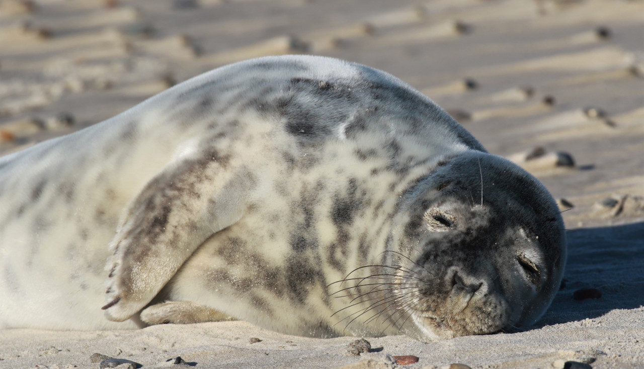 Harbor Seal pup blog