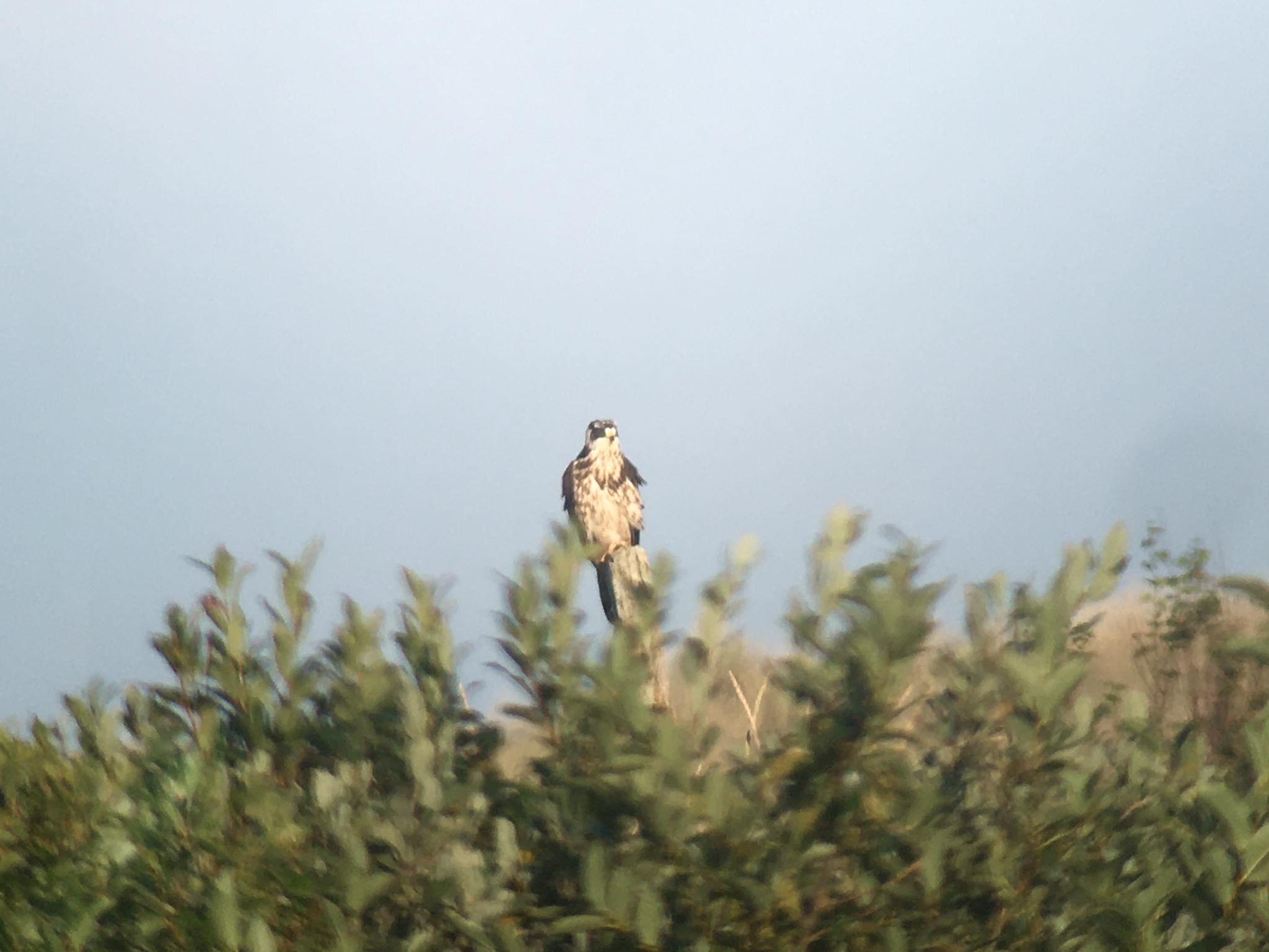 Honey buzzard