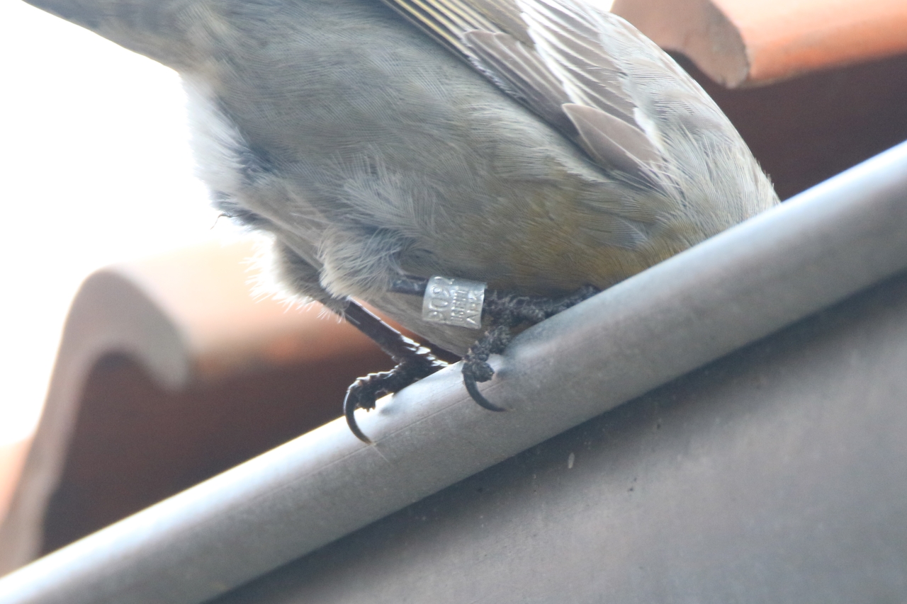 Krognaeb genlaesning foto Allan Paade kirkegaard