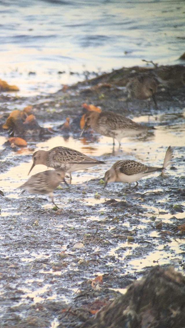 Little stint