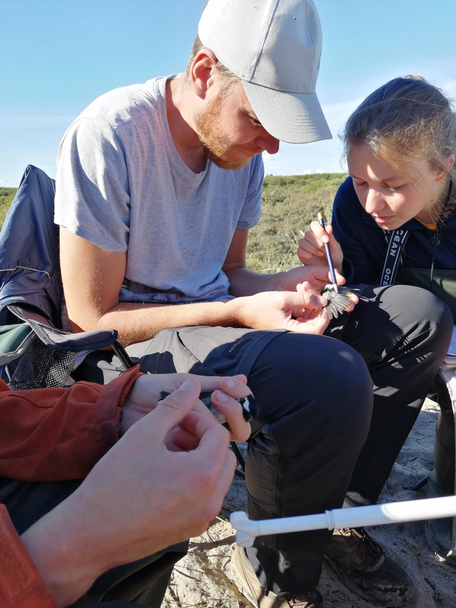 Martin ringing