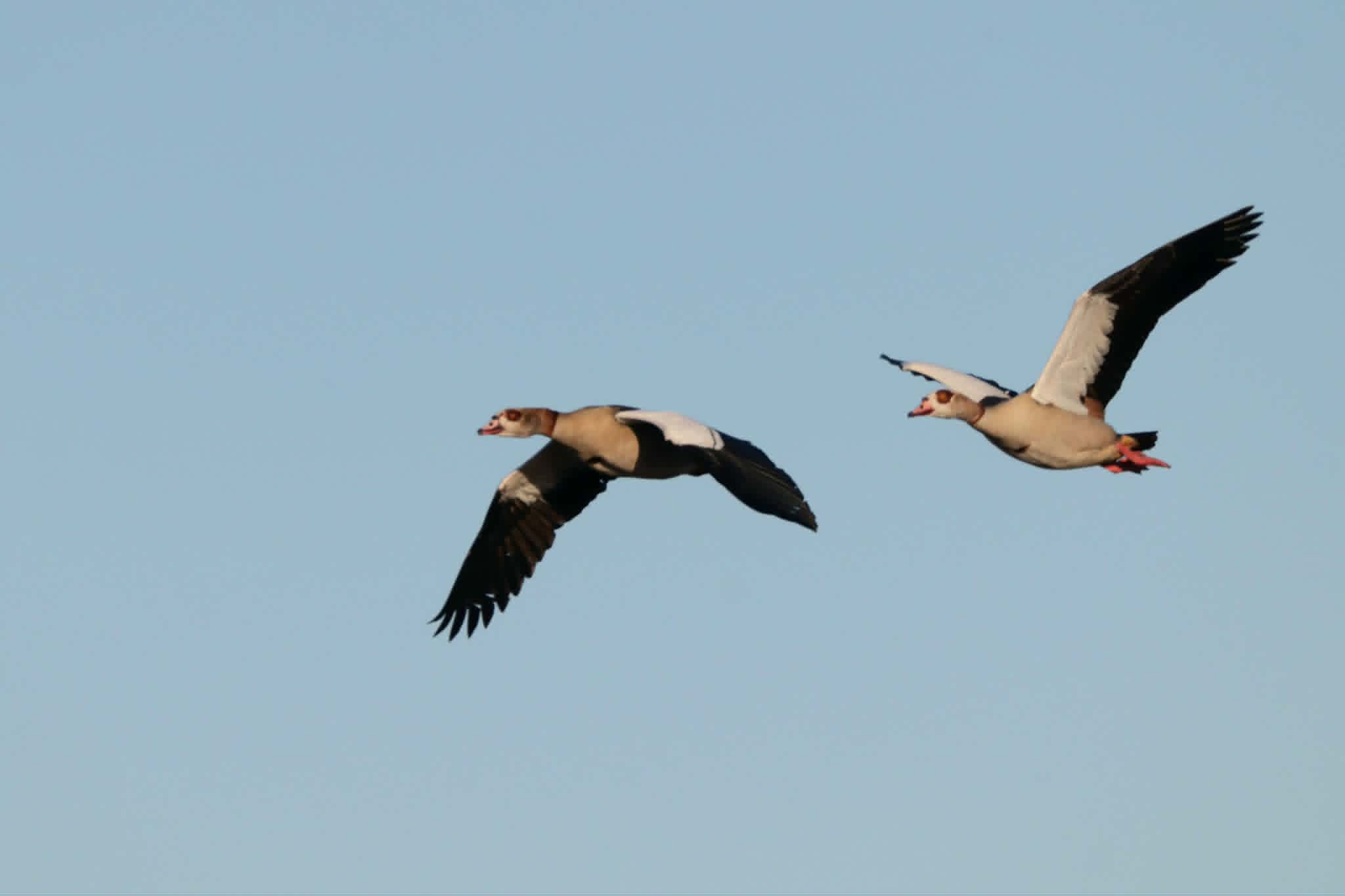 Nilgæs 07.05.2026