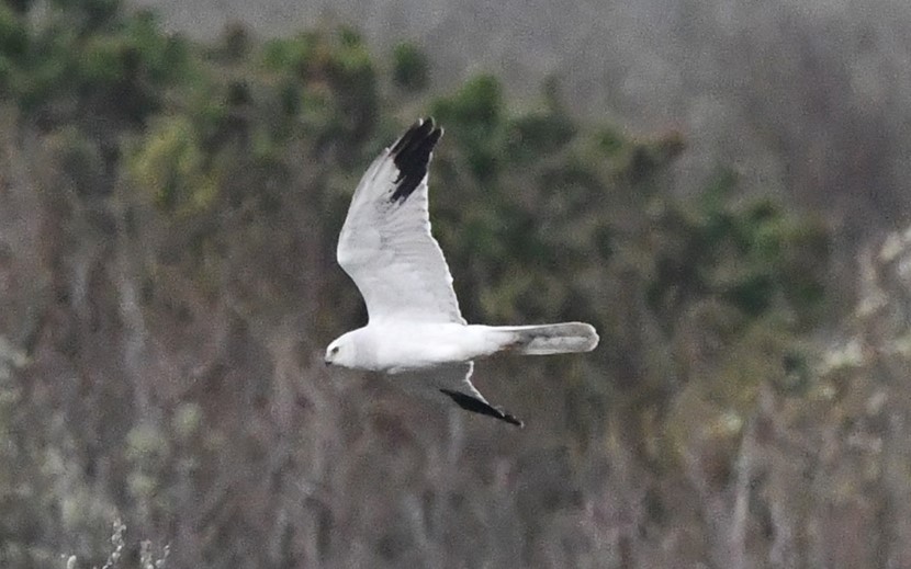 Pallid harrier april 16 2025 AndrewJacobs