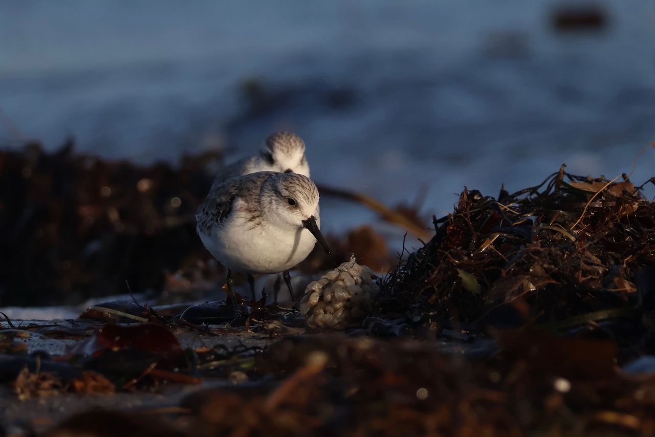 Sanderling 03 03 26