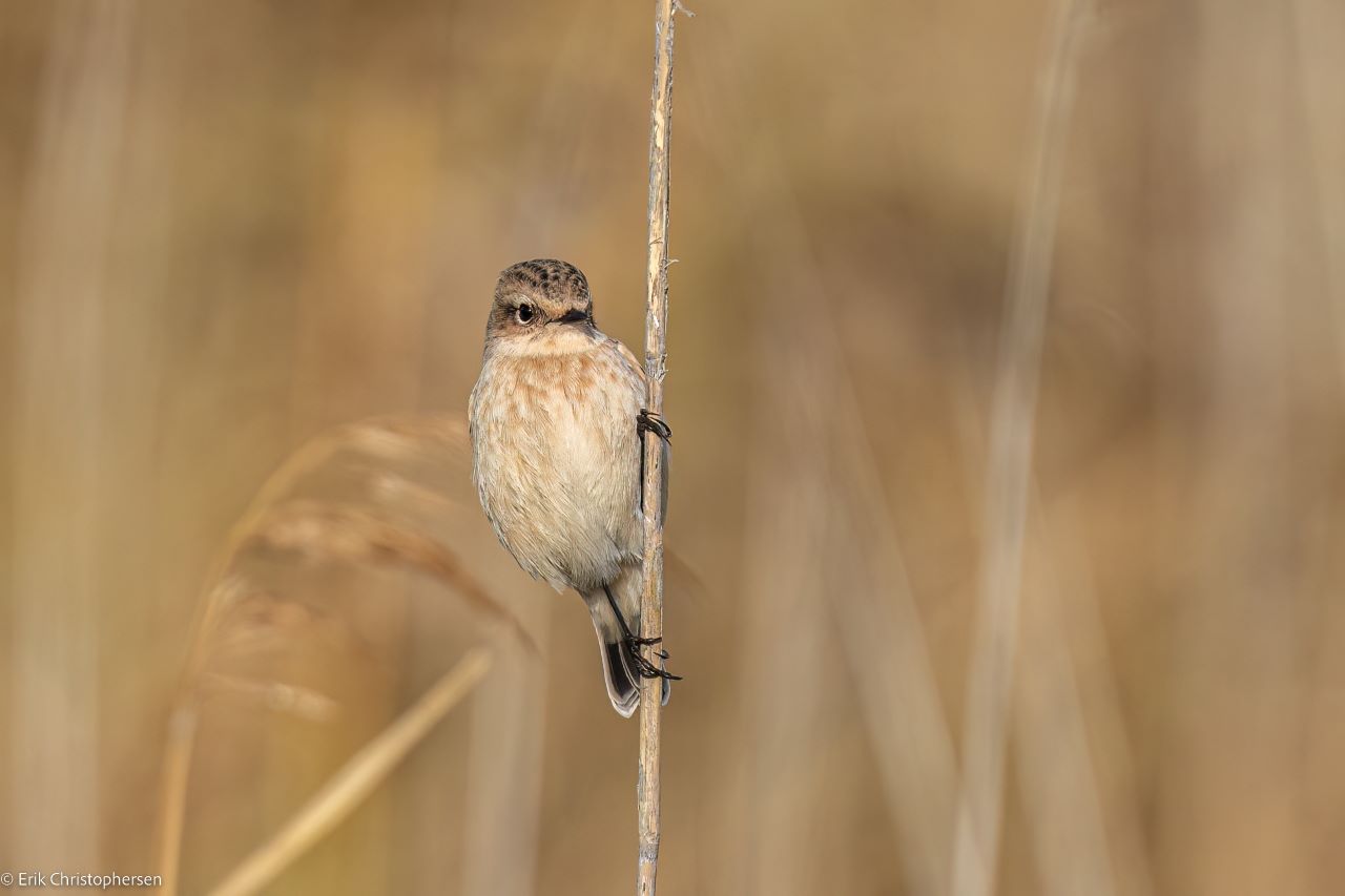 Siberian Stonechat