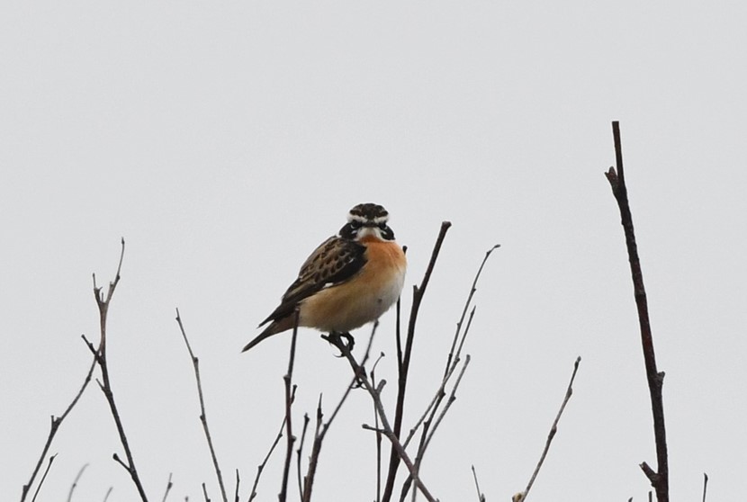 Whinchat april 16 2025 AndrewJacobs