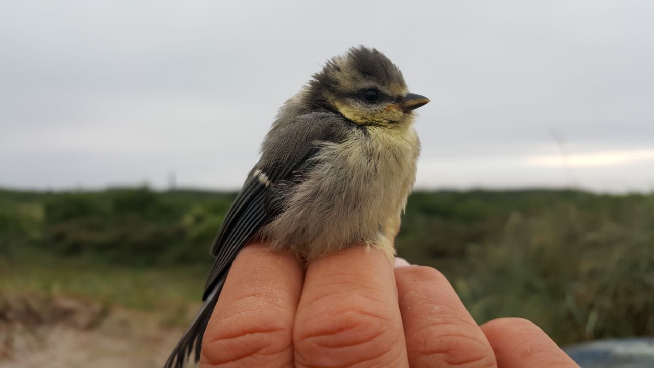 babybluetit