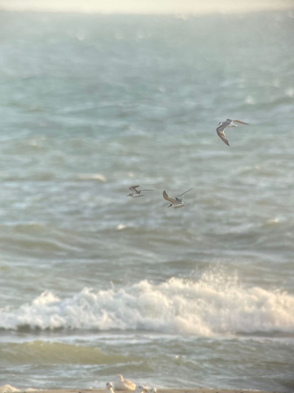 black tern 190925
