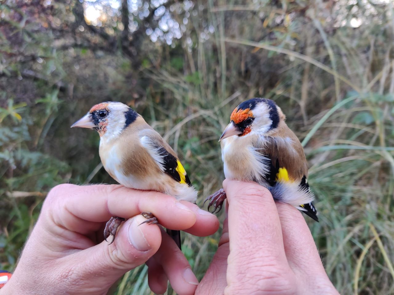 carduelis cut