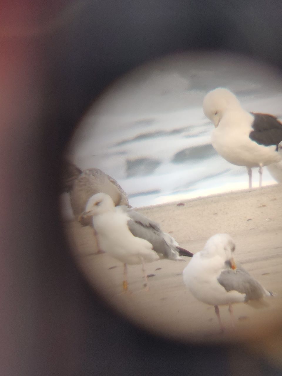 caspian gull cut