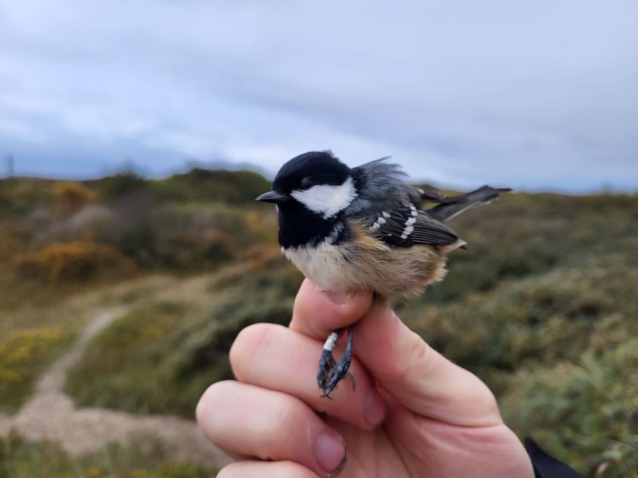 coal tit