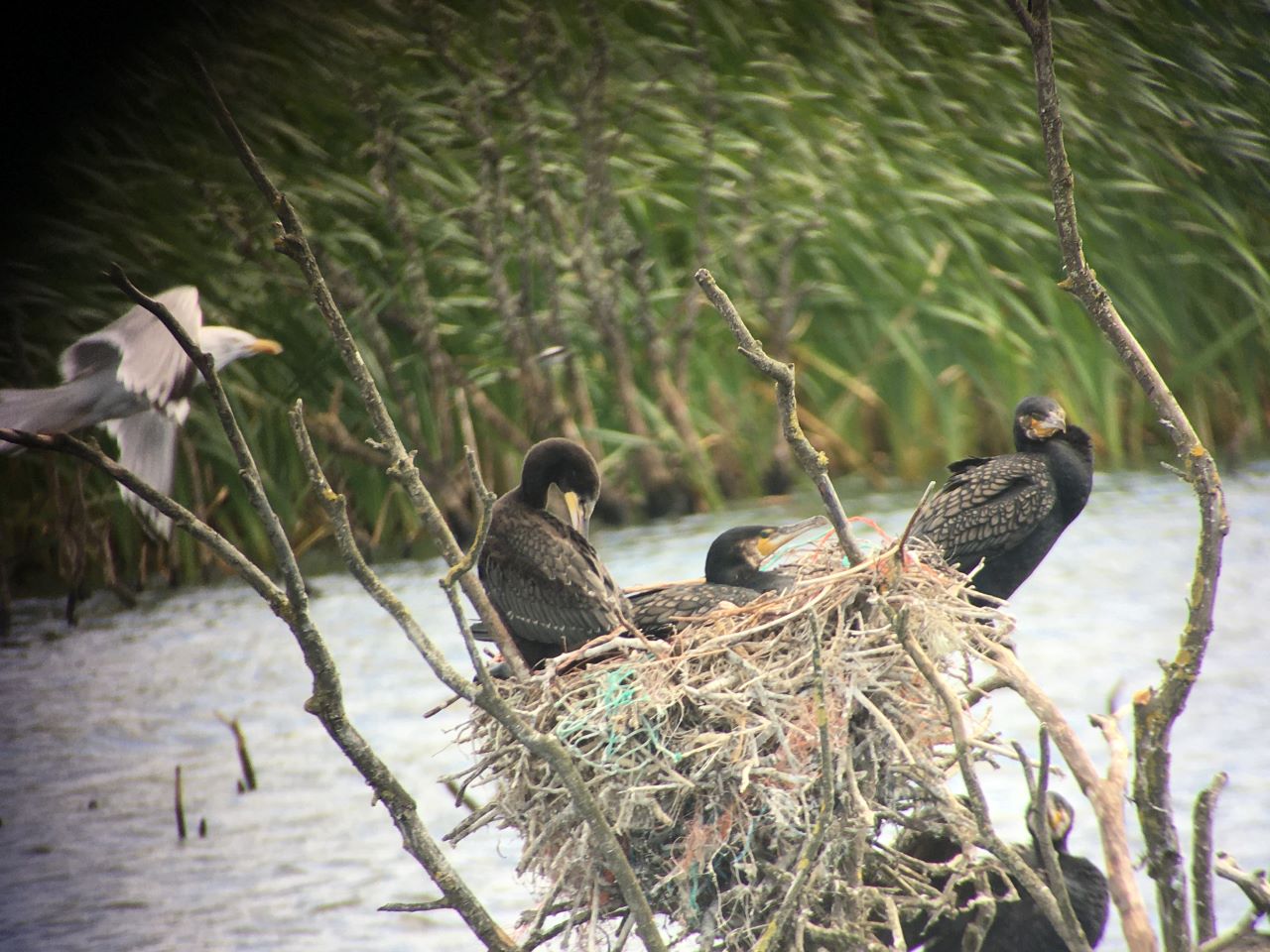 cormorantbaby