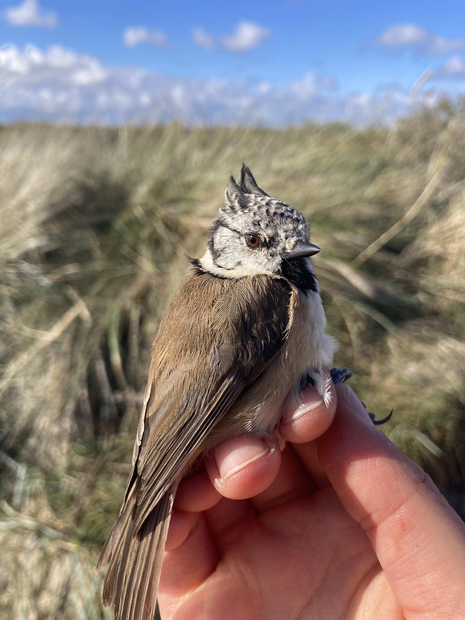 crested tit