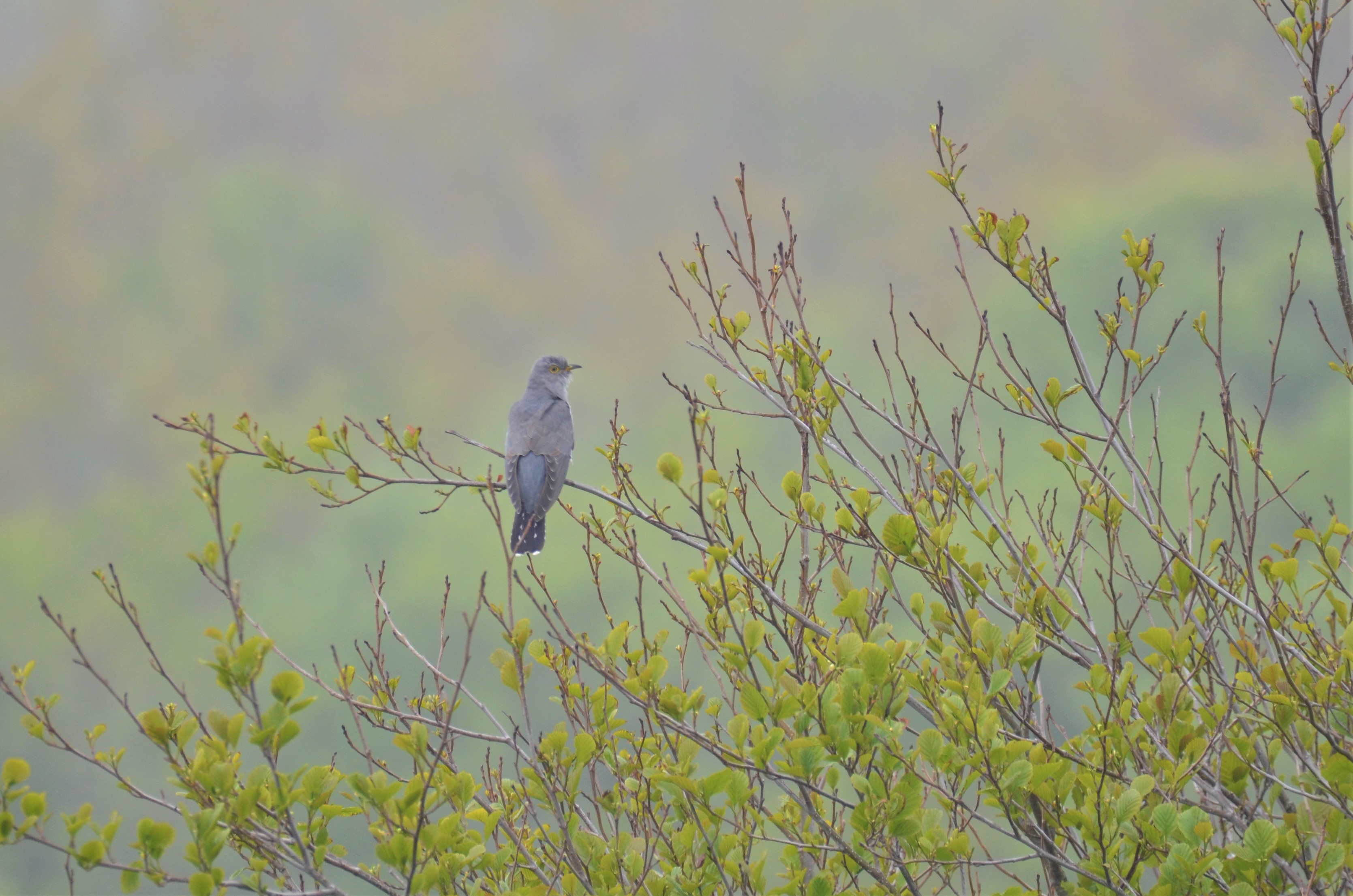 cuckoo