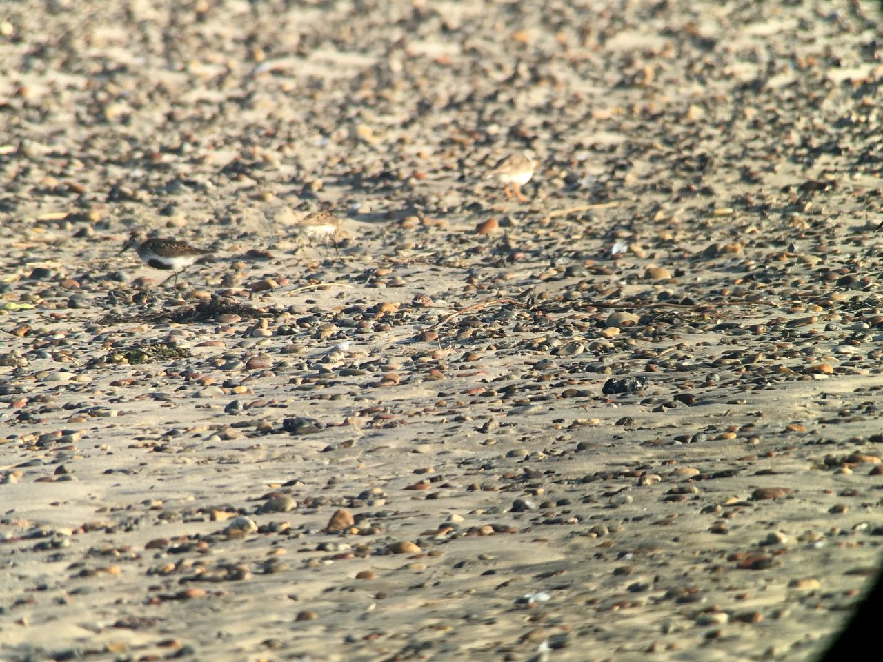 dunlin