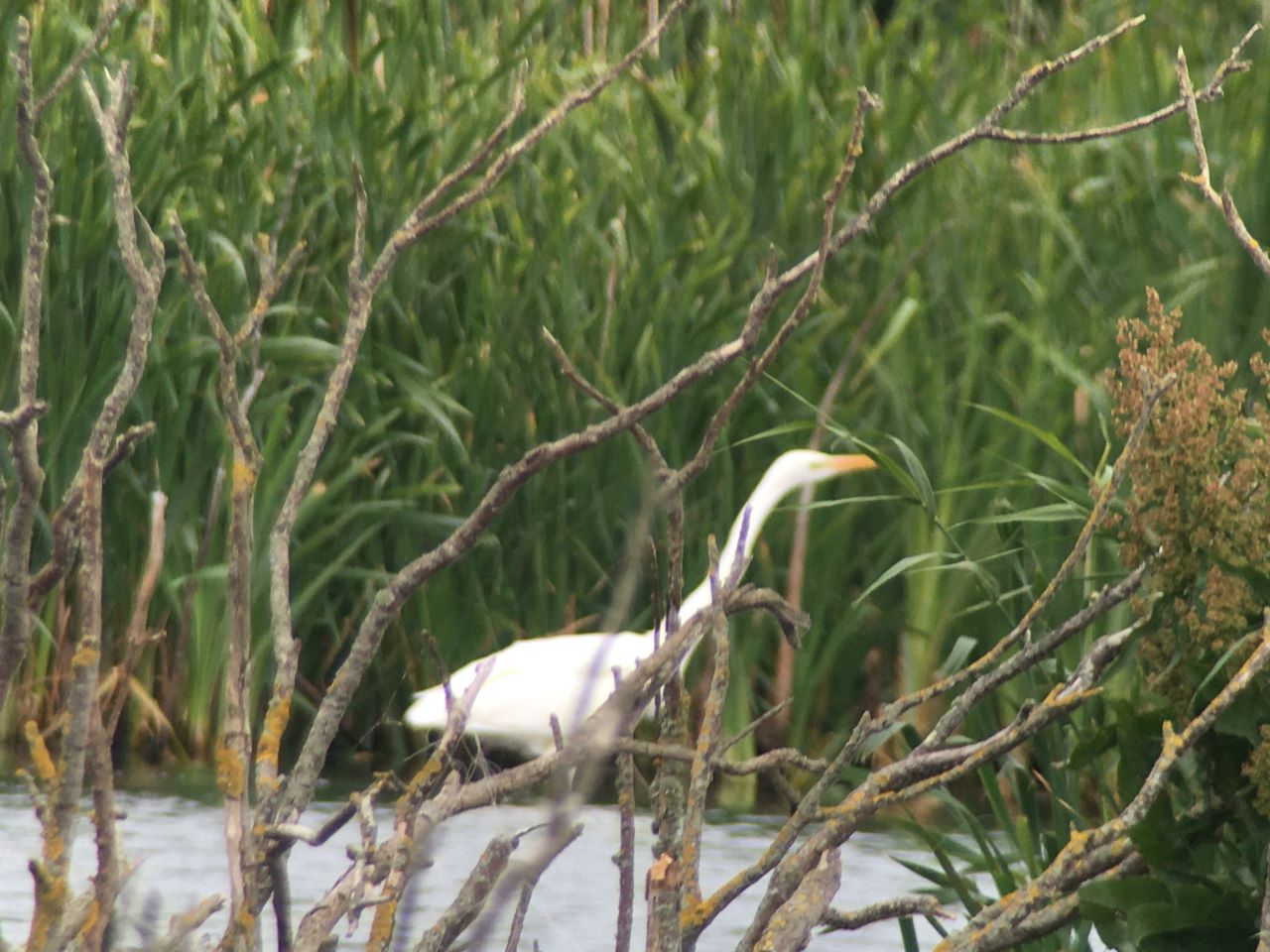 egret resized