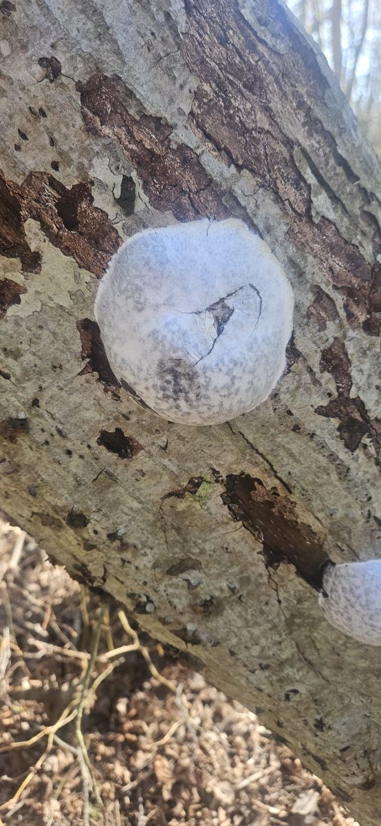false puffball 20250407