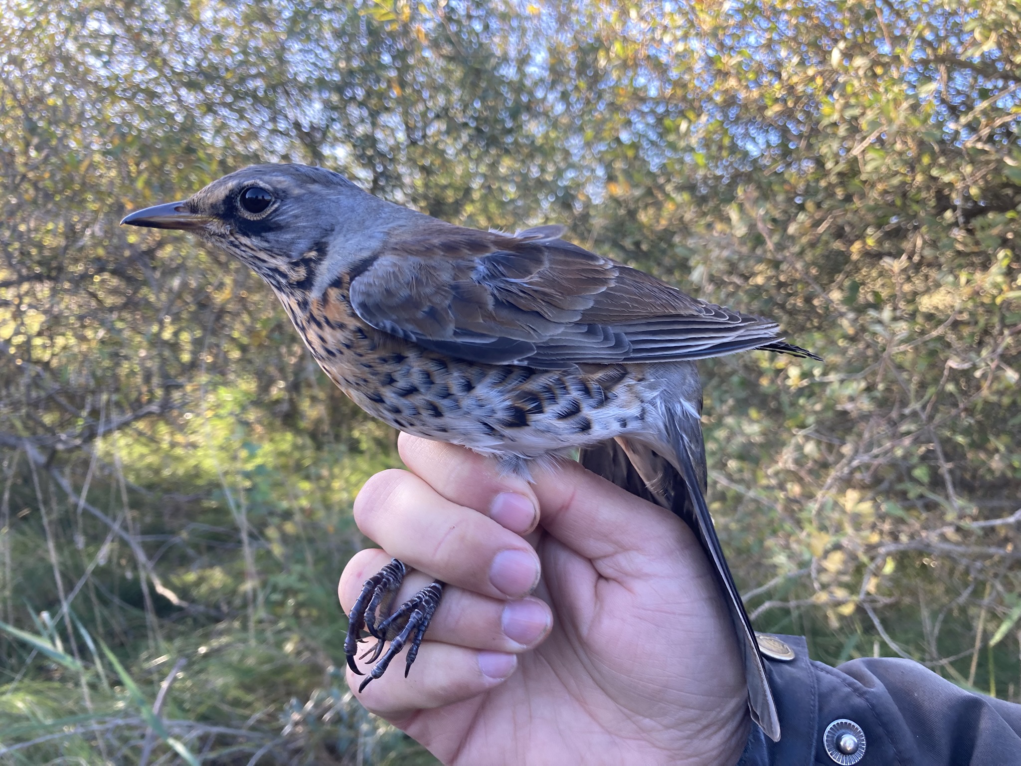 fieldfare
