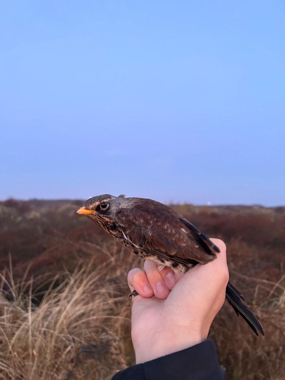 fieldfare 20250413