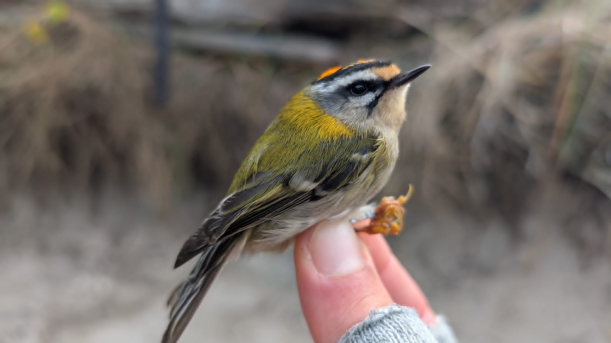 firecrest