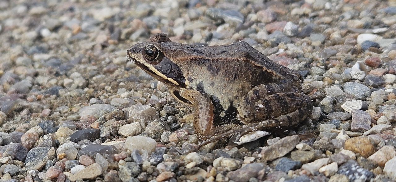 frog blog 20250404