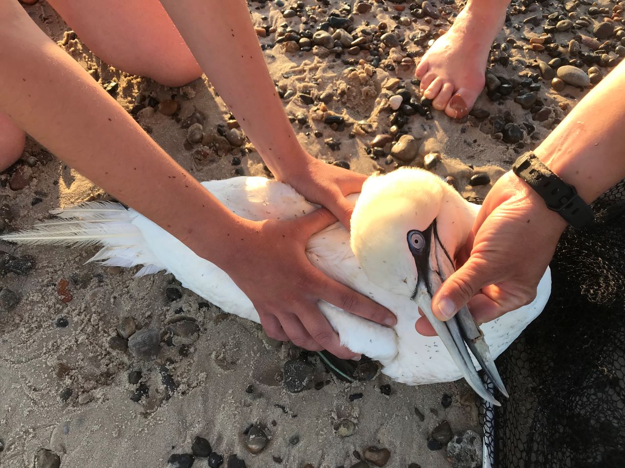 gannet2