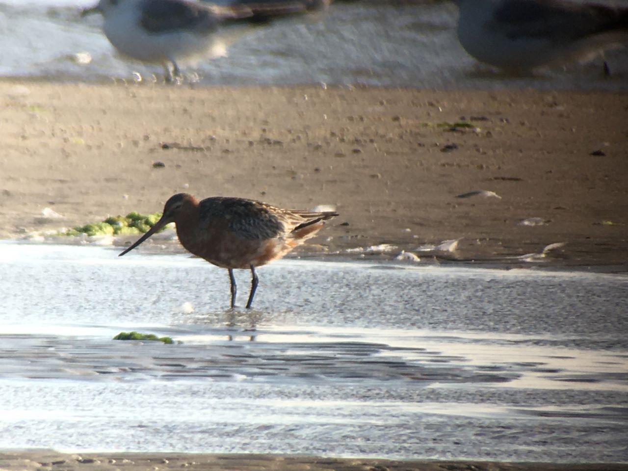 godwit