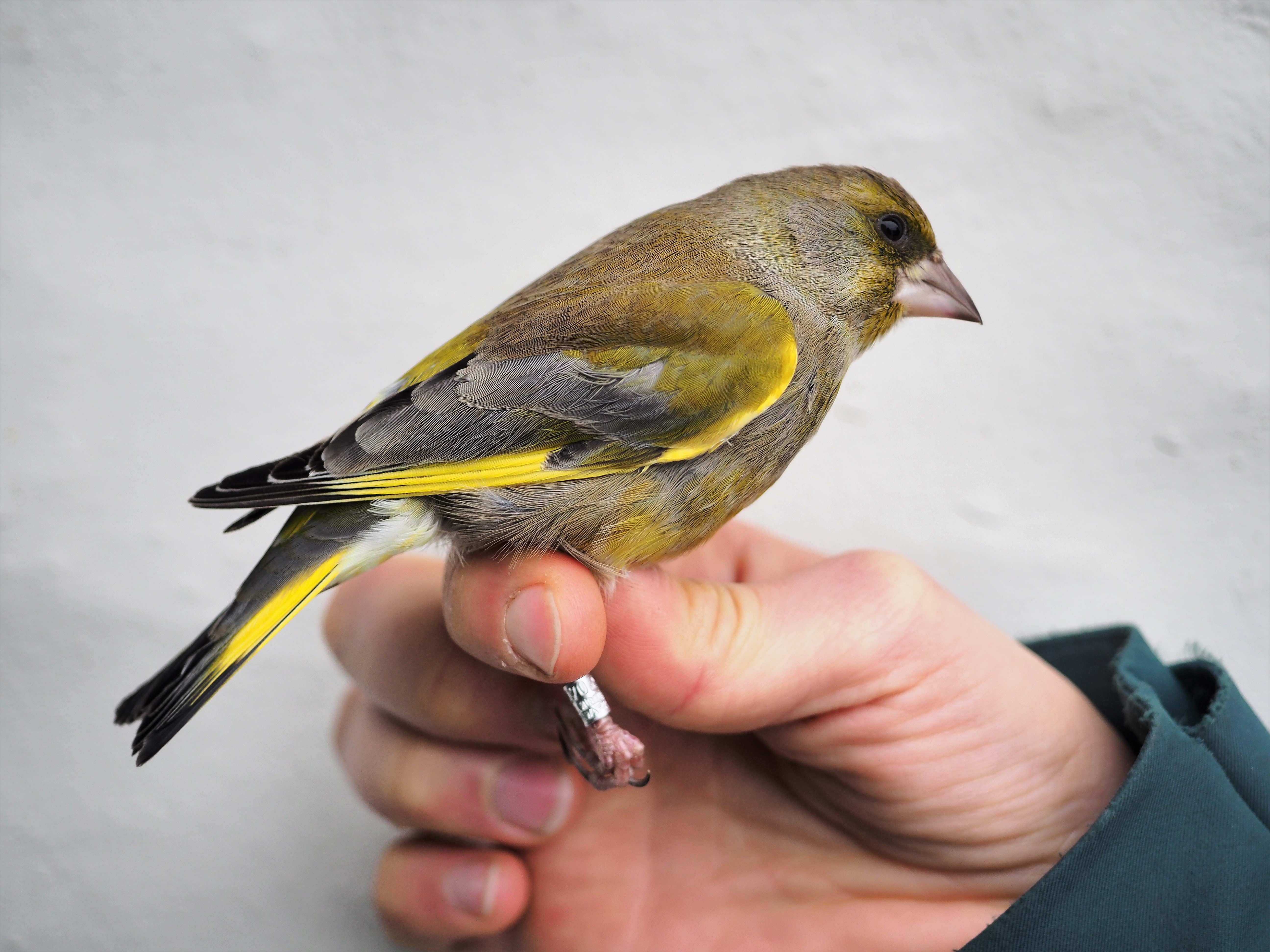 greenfinch1