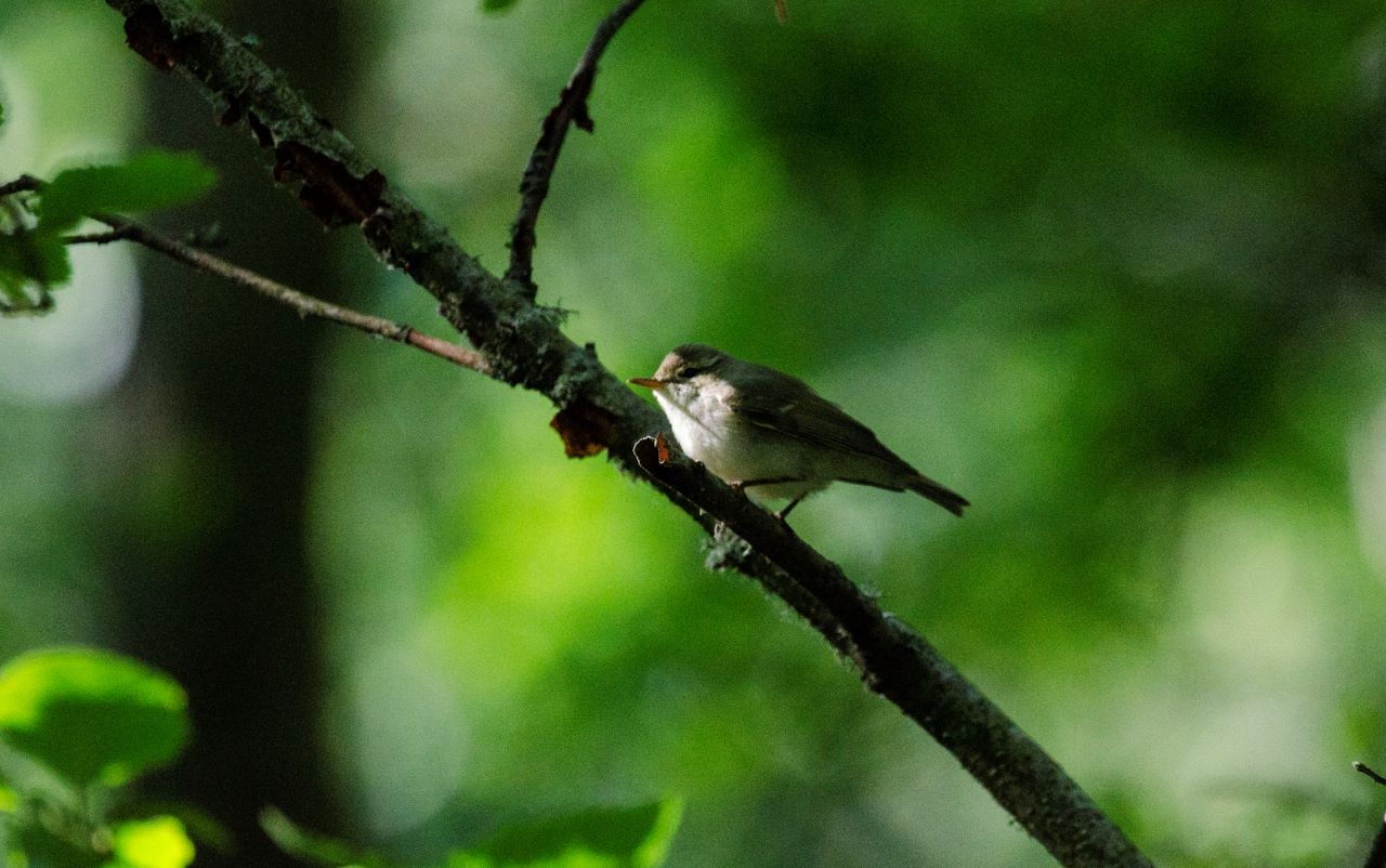 greenich warbler