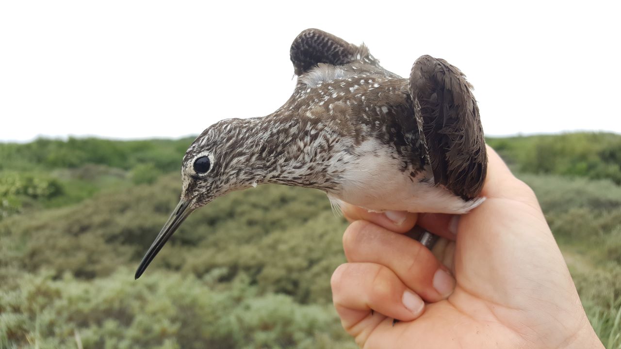 greensandpiper