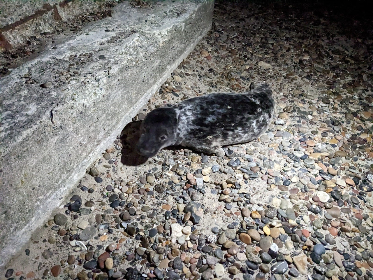 grey seal feb