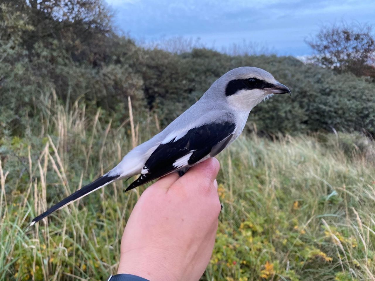 grey shrike 06 1012025