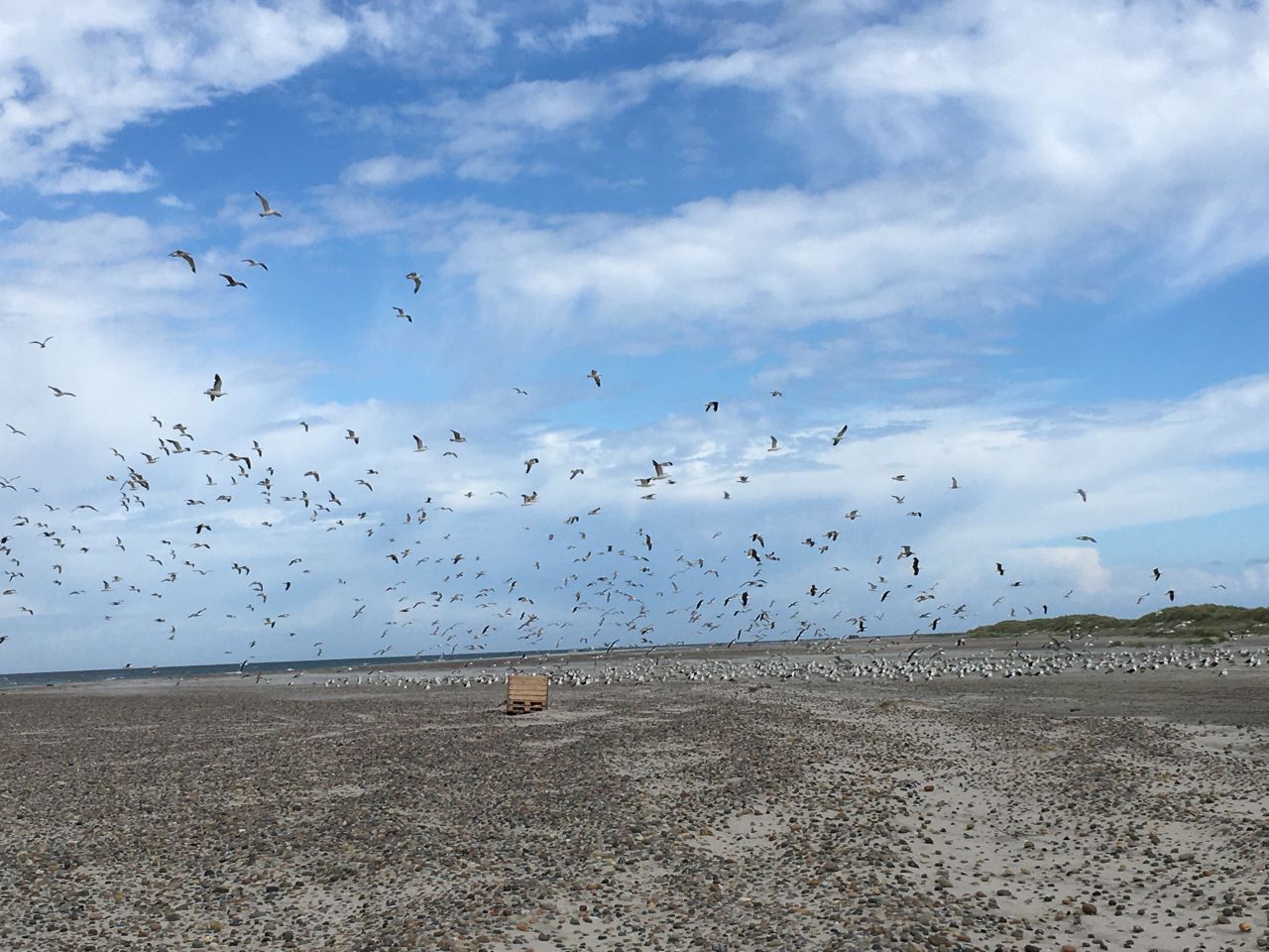 gulls