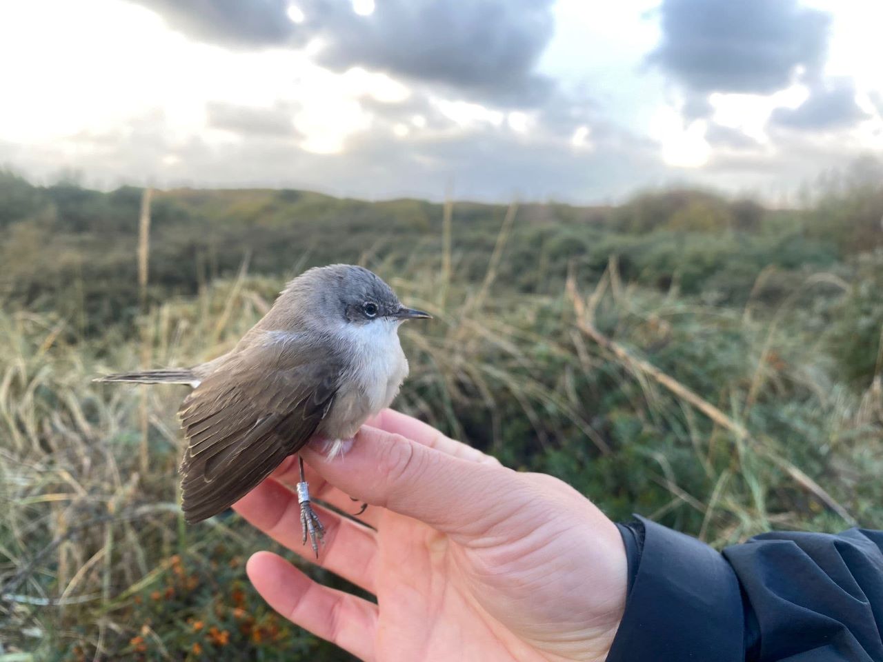 lesser whitethroated